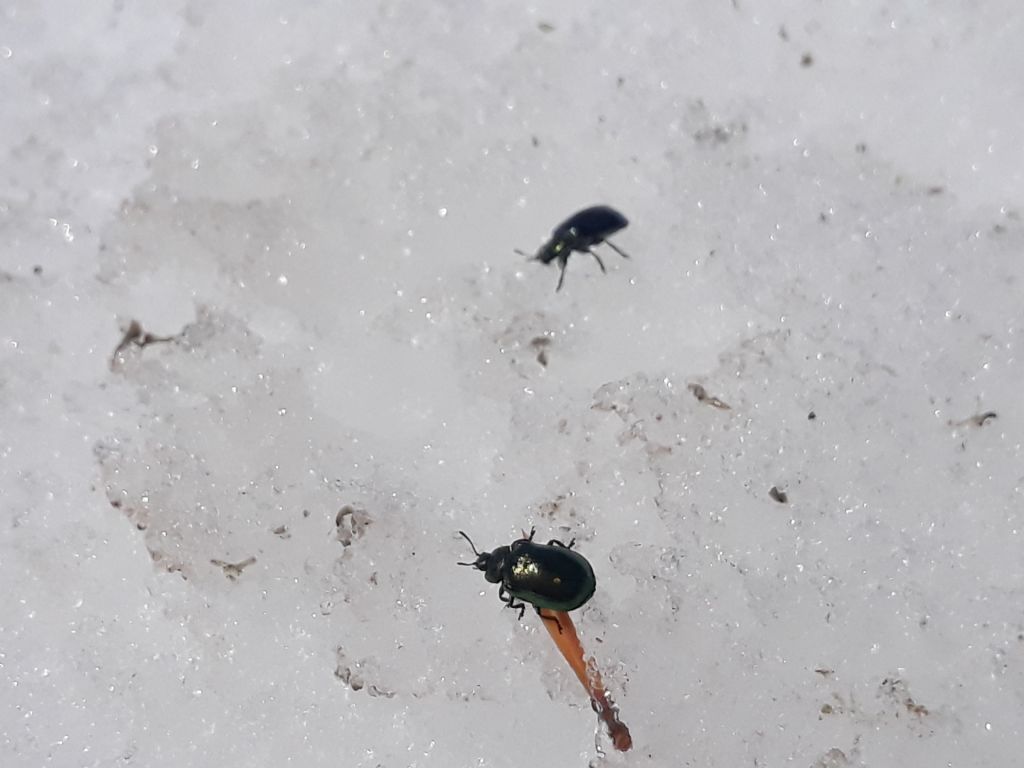 Strano comportamento: Chrysomelidae: cfr. Plagiosterna aenea